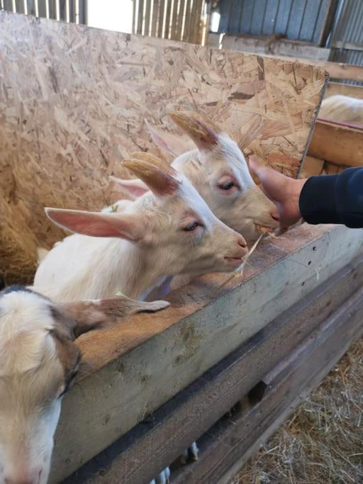 Le P'Tit Torceen Proche De Dieppe Par Com'En Normandie Torcy-le-Petit Zewnętrze zdjęcie